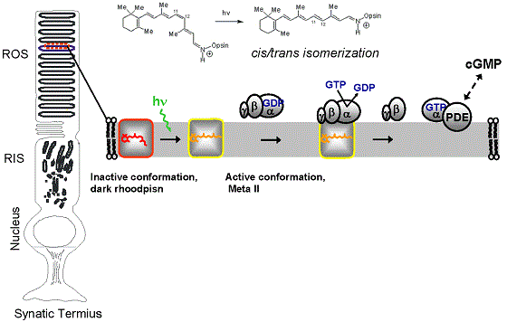 Activation pathway in visual signal transduction cascade