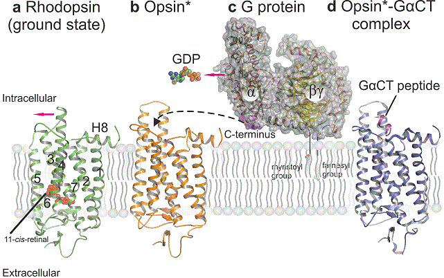 Inactive and active conformations of rhodopsin (or Opsin*) and signal transfer to the G protein