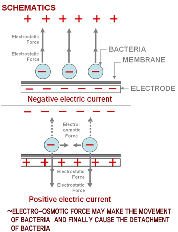 ELECTRIC MEMBRANE BIOFOULING CONTROL