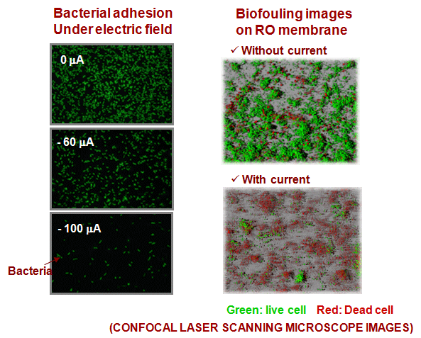 ELECTRIC MEMBRANE BIOFOULING CONTROL