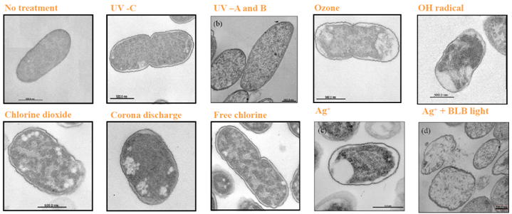 TEM images under several disinfection technologies